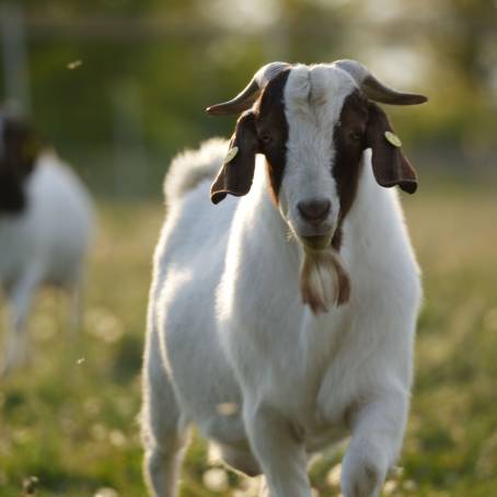 Goat Grazing in Grandfathers Summer Farm Field Green Grass and Open Meadow Scene