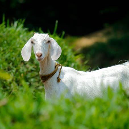 Goat Grazing in Summer Field Grandfather Open Meadow with Green Grass and Livestock