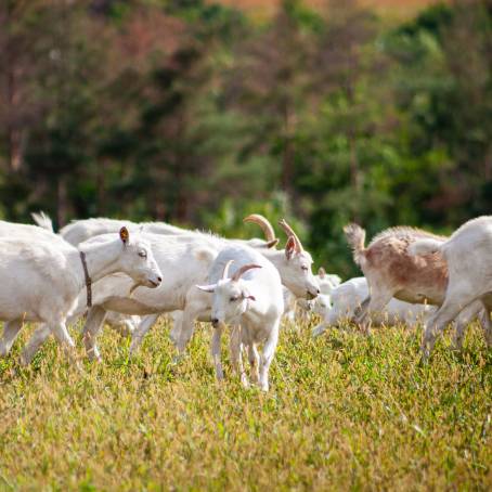 Goat Grazing on Green Grass in Open Field During Summer My Grandfather and the Goat