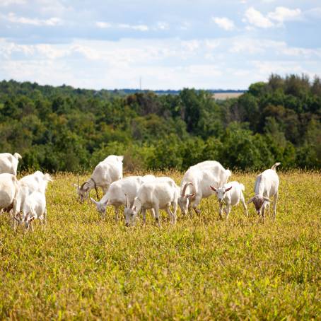 Goat Grazing on Green Pasture Summer Farm Life with Grandfather in Open Field