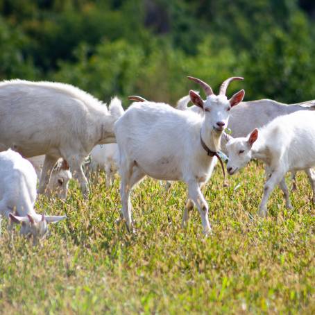 Goat Grazing on Summer Green Grass Grandfathers Open Field Farm Scene