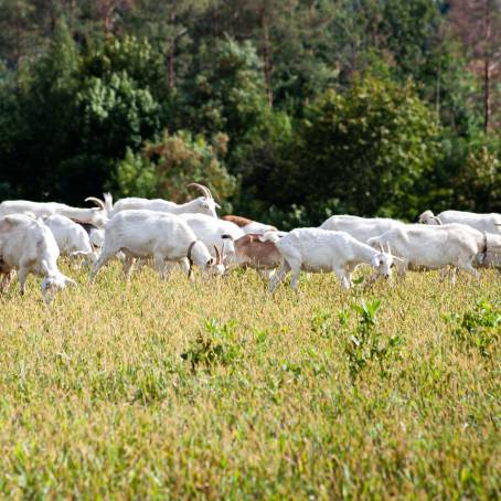 Goat on Green Summer Meadow Grandfather Grazing in Open Field Farm Setting