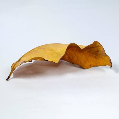 Golden Autumn Leaf Isolated Dry Leaf with White Background for Fall