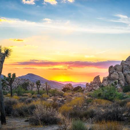 Golden Light Over Joshua Tree National Park