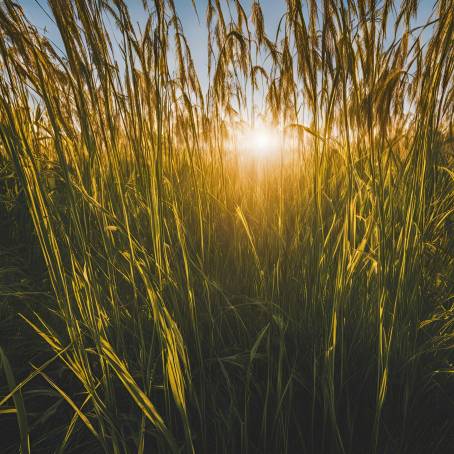 Golden Light Shining Through Tall Grass in a Quiet Field