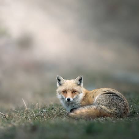 Golden Meadow Arctic Fox Wildlife CloseUp Photo