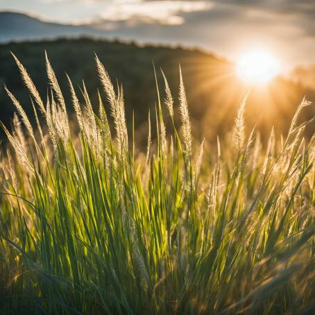 Golden Sunlight Streaming Through Tall Grass in a Peaceful Field