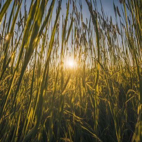 Golden Sunlight Streaming Through Tall Grass in a Tranquil Meadow