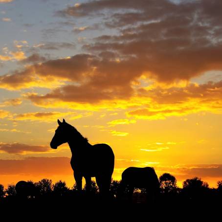 Golden Sunset and Majestic Horse in Field