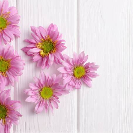 Gorgeous Blooming Pink Gerbera Daisy