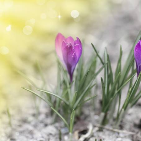 Gorgeous Colorful Crocus Blossoms Under the Sun