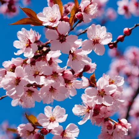 Graceful Cherry Blossoms in Full Bloom Against a Stunning Blue Sky  Japanese Spring Magic