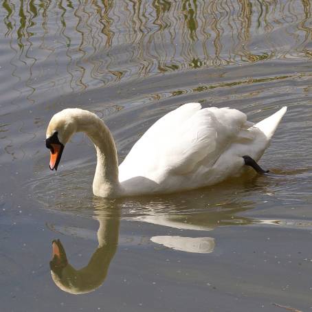 Graceful Reflections of a Mute Swan on Calm Water