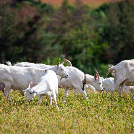 Grandfather and Goat in Summer Green Grass Field and Open Meadow Grazing Scene