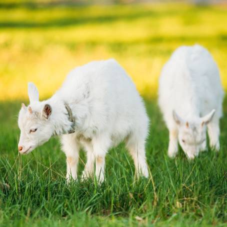 Grandfather Grazing Goat in Open Field Summer Green Grass and Rural Farm Life