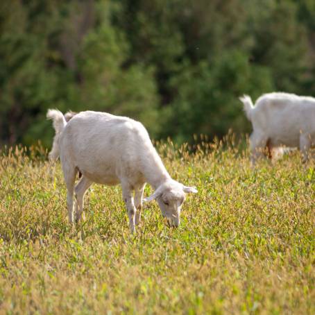 Grandfather Grazing Goat in Summer Green Grass and Open Field Farm Scene