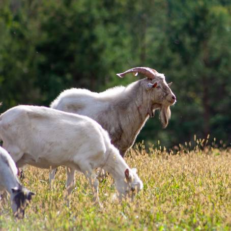 Grandfather Grazing Goat in Summer Open Field and Green Grass Farm Scene