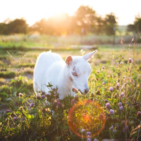 Grandfather Grazing Goat on Green Grass Field Summer Farm Life in Open Meadow