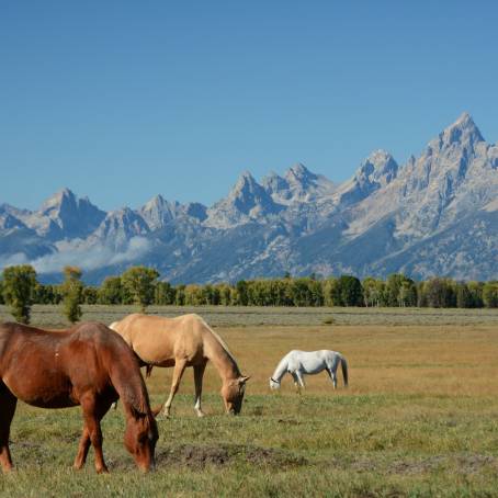 Grazing Horses by Dornod Stream Summer Landscape