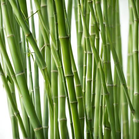 Green Bamboo Stems Close Up Showing Intricate Natural Patterns and Textures