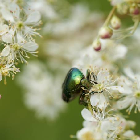 Green Bottle Fly Enjoying Nectar on a White Flower