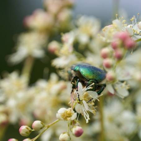 Green Bottle Fly Feeding on a White Bloom in the Garden