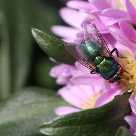 Green Bottle Fly on a Pristine White Flower Natures Simplicity