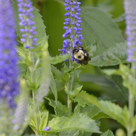 Green Bottle Fly on a White Flower Natures Tiny Miracle