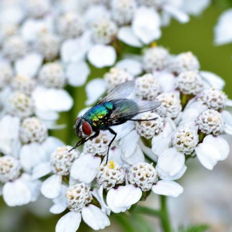 Green Bottle Fly on White Flower A Perfect Natural Contrast