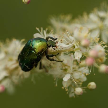 Green Bottle Fly on White Flower Natures Stunning Simplicity