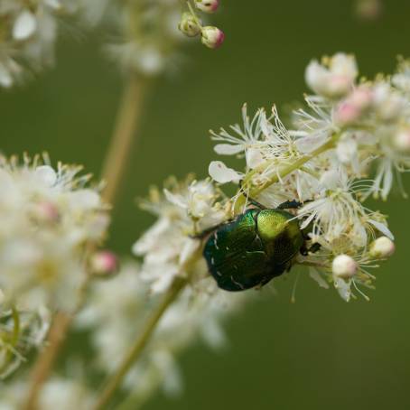 Green Bottle Fly Perched on a White Flower Petal