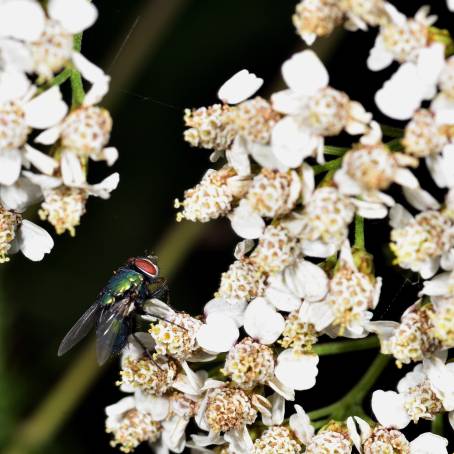 Green Bottle Fly Sipping Nectar from a White Flower