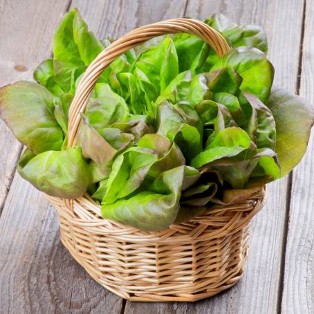 Green Butterhead Lettuce TopDown View on Ground, Ideal for Healthy Eating