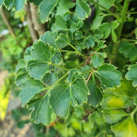 Green Leaves with Sunlight Filtering Through Polyscias Guilfoylei and Quercifolia