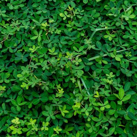 Green Mint Leaves with Detailed Patterns CloseUp of Vibrant Foliage and Textures