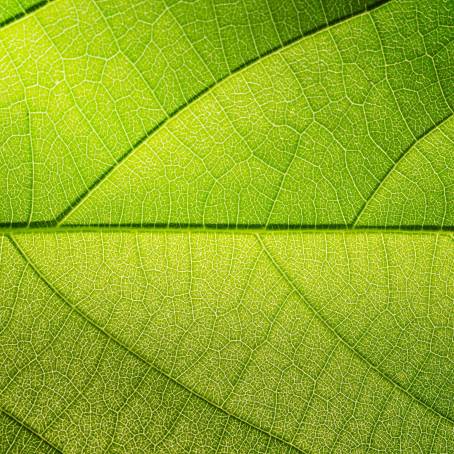 Green Mint Leaves with Detailed Textures CloseUp View of Vibrant Foliage Patterns