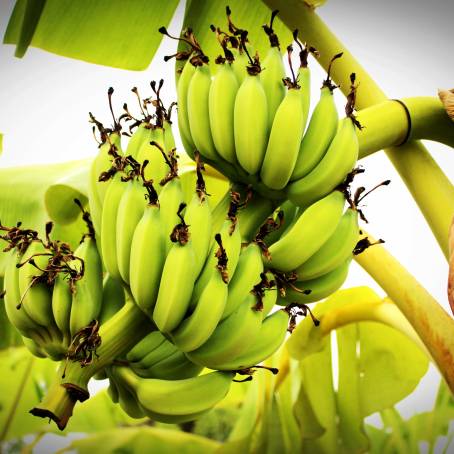 Green Unripe Bananas in Yangon