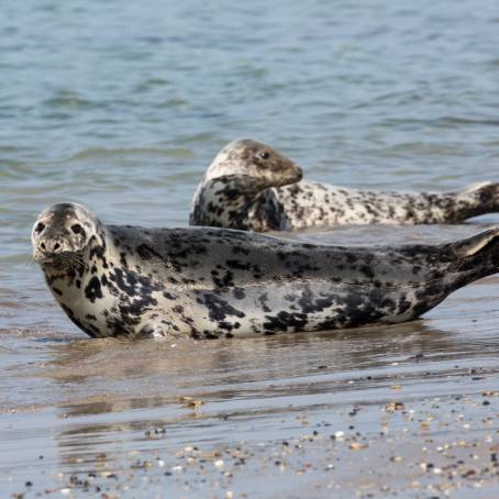 Grey Seal Pup and Mother at Dune Island Beach