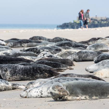 Grey Seals with Pup on Dune Island Beach, Germany