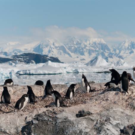 Group of Adelie Penguins Leaving Nesting Colony for Foraging in Antarctica