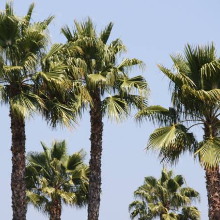 Group of Saw Palmetto Trees Ecological Concept Sabal Palm, Serenoa Repens