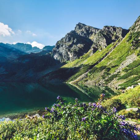 Hala Gasienicowas Summer Blooms A Polish Hiking Gem