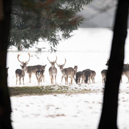 Handsome Fallow Buck with Deer Herd in Quiet Forest