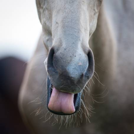 Happy Horse Smiling in Latvian Zoo