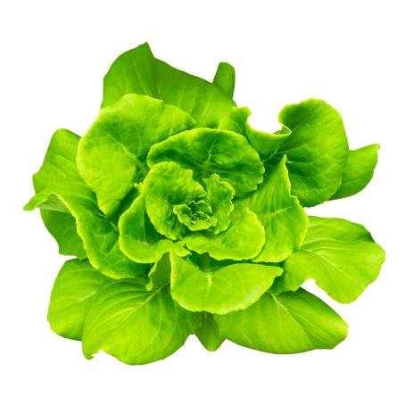 Healthy Food Concept Green Butterhead Lettuce Top View on the Ground