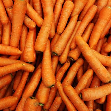 Healthy Food Concept Top View of Fresh Baby Carrots Daucas Carota Isolated on White Background