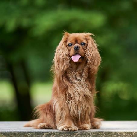 Heartwarming Cavalier Spaniel Dog Portrait Capturing the Sweetness of a Cute Companion