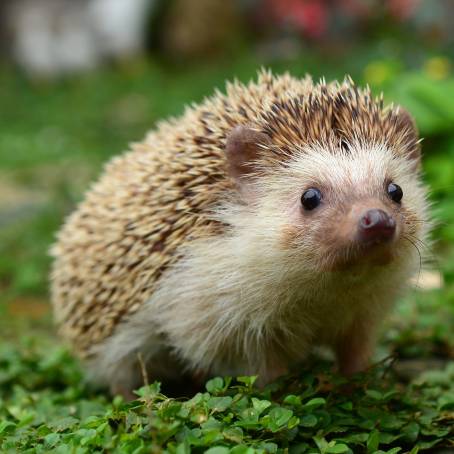 Hedgehog CloseUp Isolated on a White Background