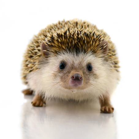 Hedgehog CloseUp on Isolated White Background