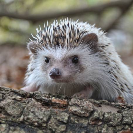 Hedgehog Image Isolated on White Background